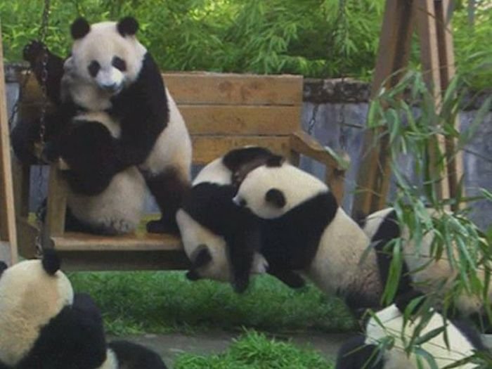 Забавные и неуклюжие панды в гифках