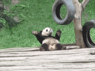 Забавные и неуклюжие панды в гифках