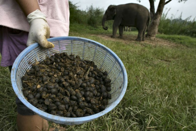 Как делают Black ivory — самый дорогой кофе в мире