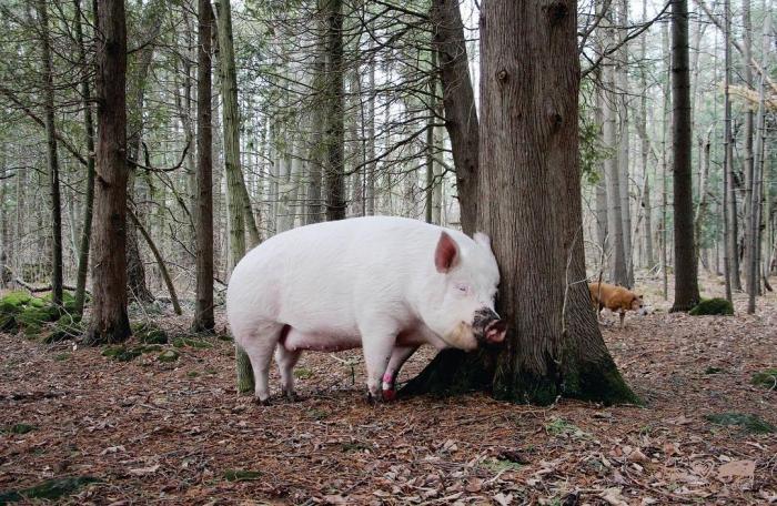 Мини-свинья и 270 килограммов счастья