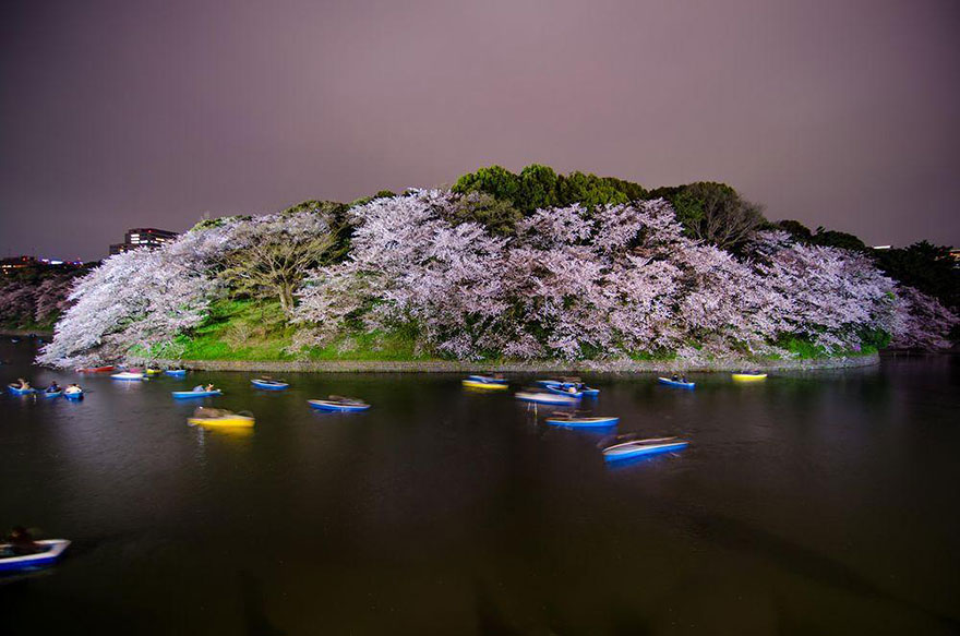 Цветущая сакура на волшебных фотографиях от National Geographic