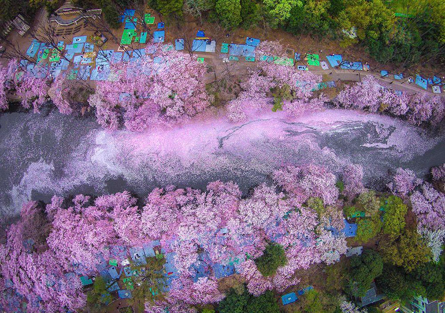 Цветущая сакура на волшебных фотографиях от National Geographic