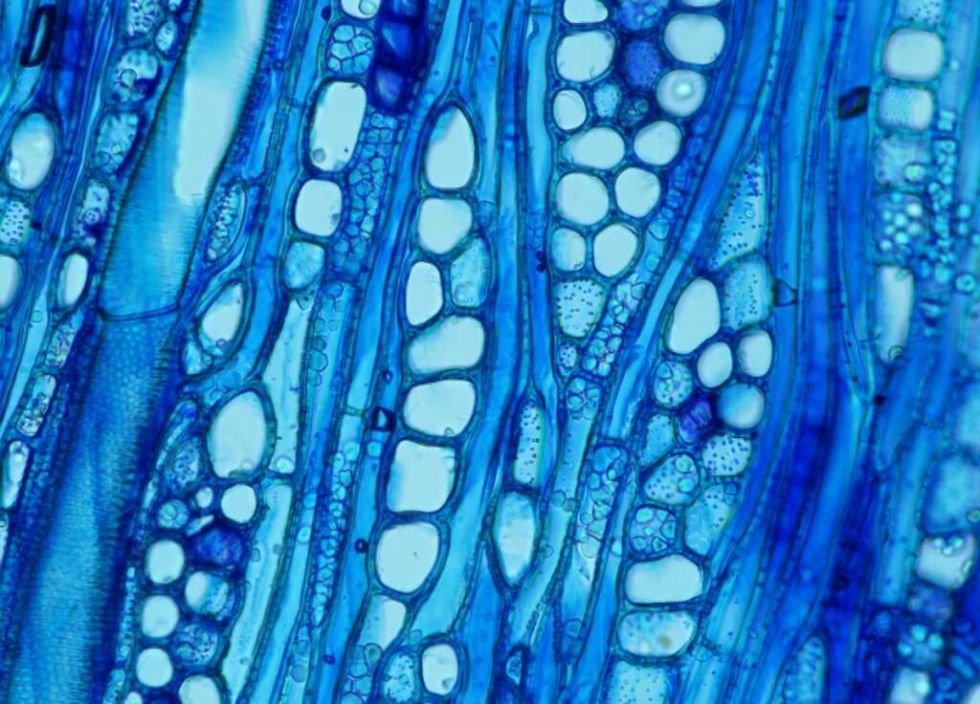 Джинсы под микроскопом