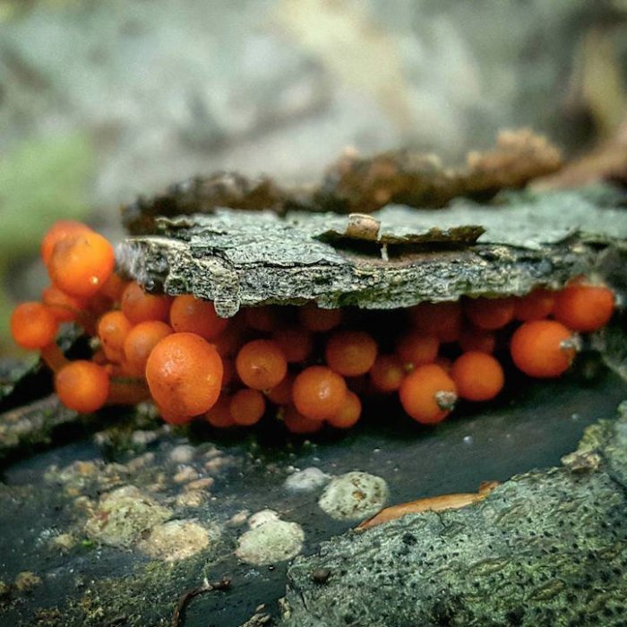 Мир грибов на фотографиях Райана Грэсторфа