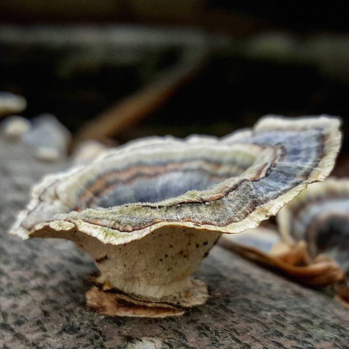 Мир грибов на фотографиях Райана Грэсторфа