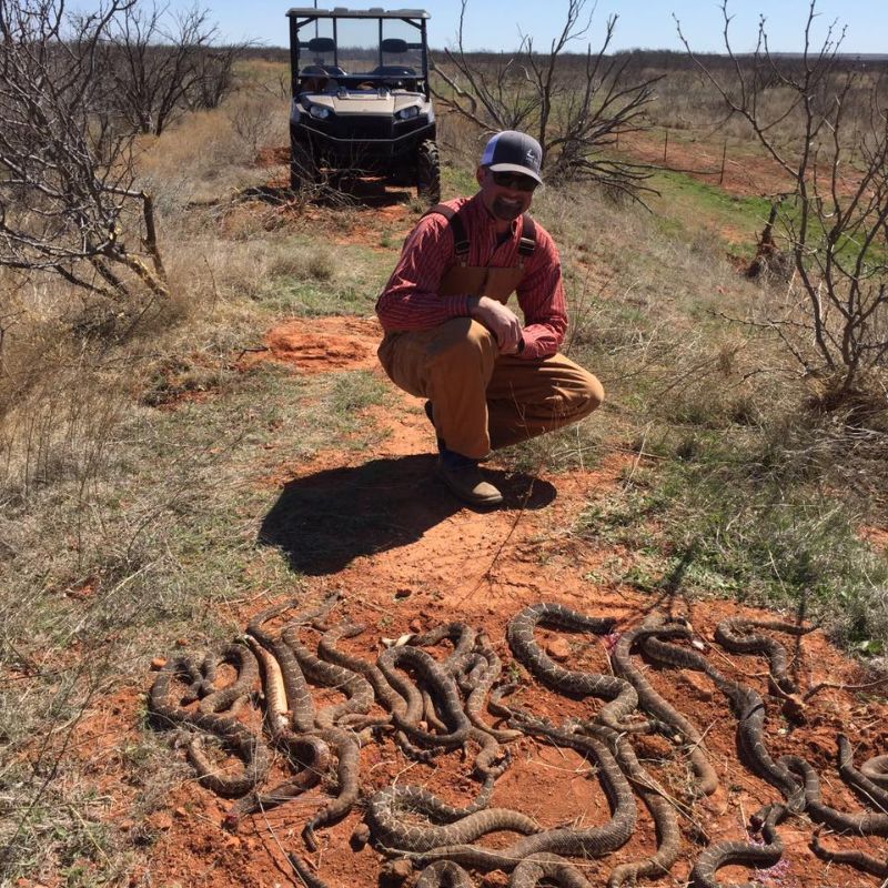 Техасские охотники нашли под охотничьим домиком 26 гремучих змей