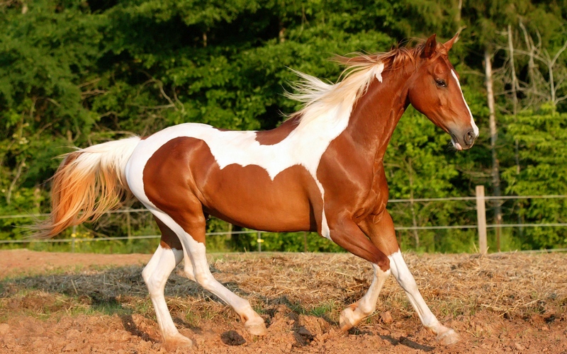 10 самых известных пород лошадей