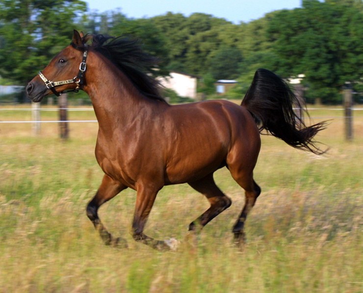 10 самых известных пород лошадей