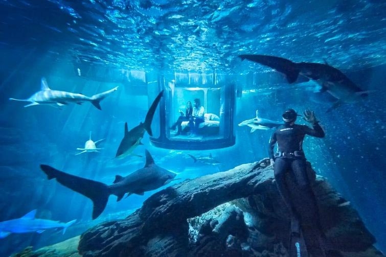 Номер, в котором можно переночевать внутри аквариума с акулами