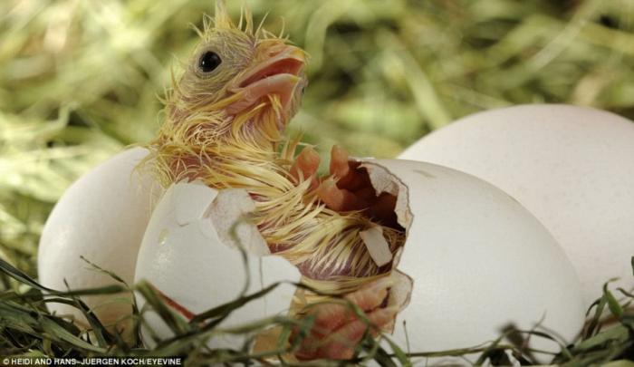 Крошки вылупляются из яиц