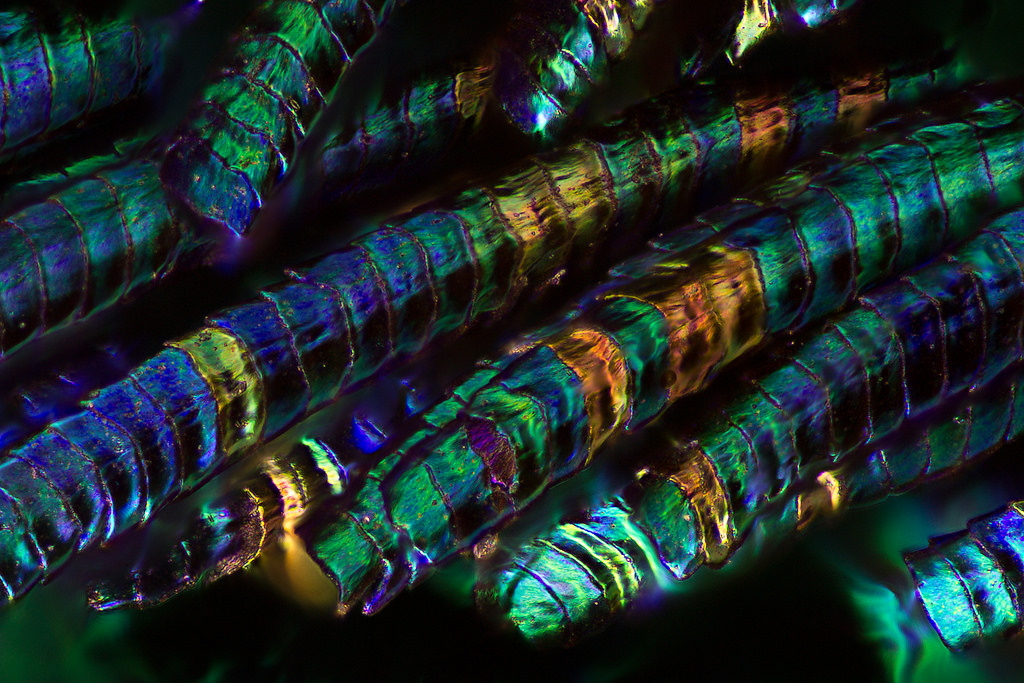Павлиньи перья под микроскопом от Вальдо Нелла