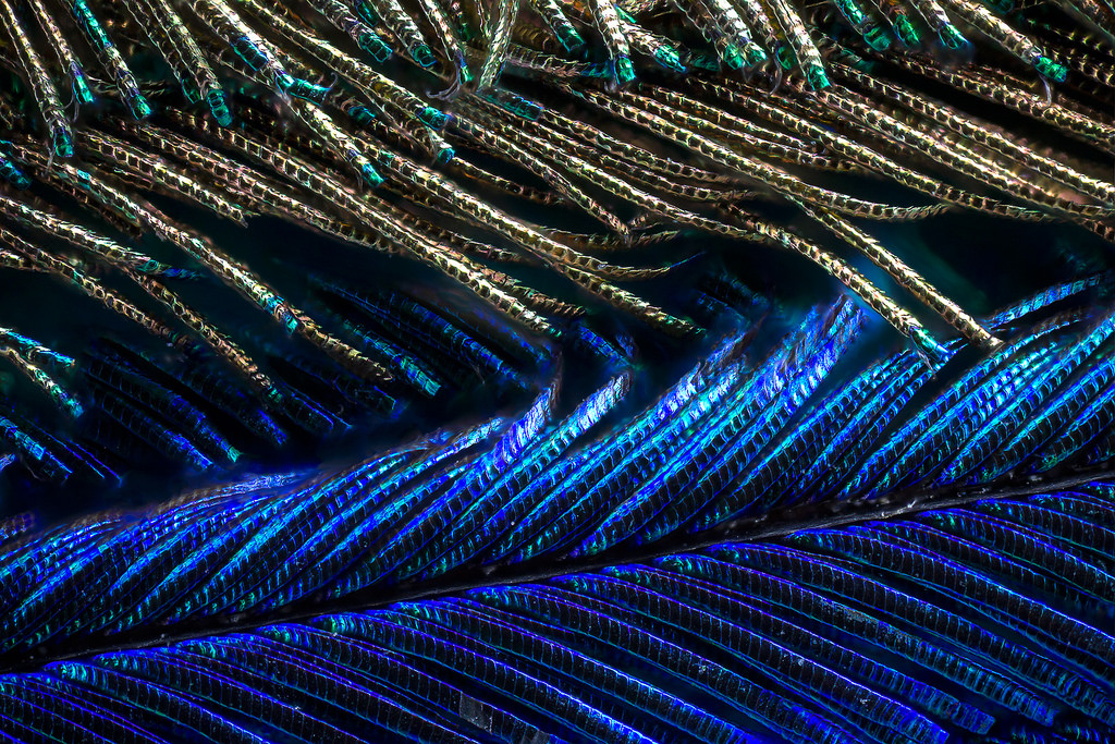 Павлиньи перья под микроскопом от Вальдо Нелла