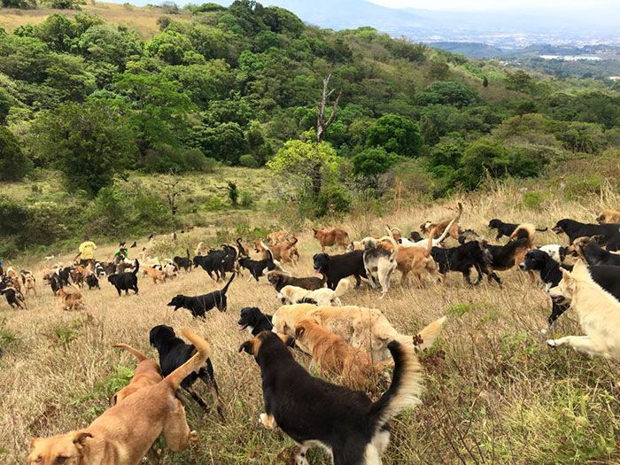 Рай для бродячих собак в Коста-Рике