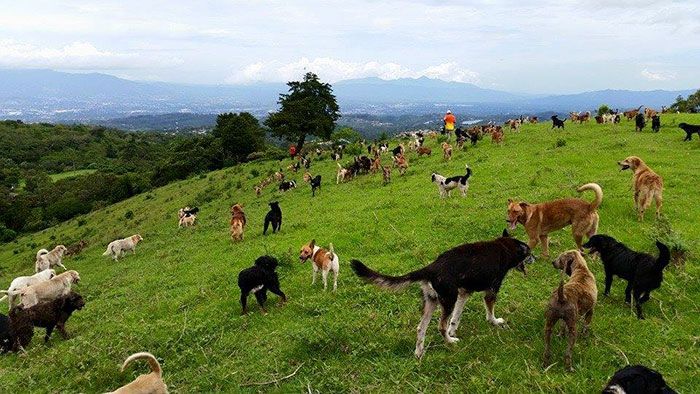 Рай для бродячих собак в Коста-Рике