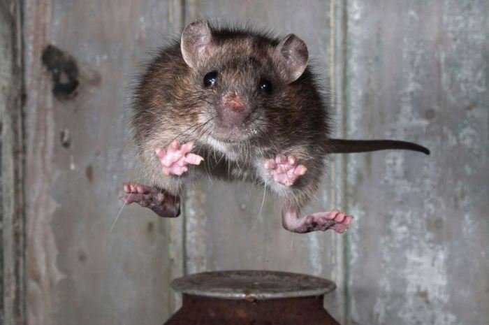25 увлекательных фотофактов о крысах