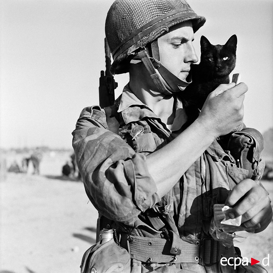 Как кошки участвовали в военных действиях