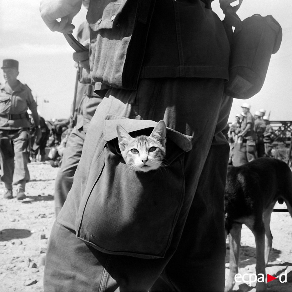 Как кошки участвовали в военных действиях