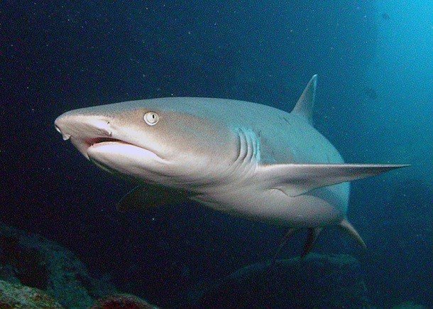Малоизвестные факты про акул