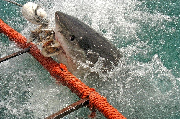 Малоизвестные факты про акул