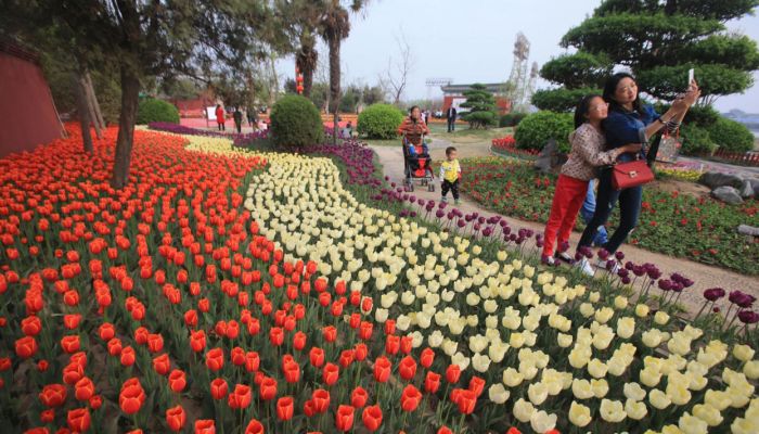 В Китае расцвели тюльпаны