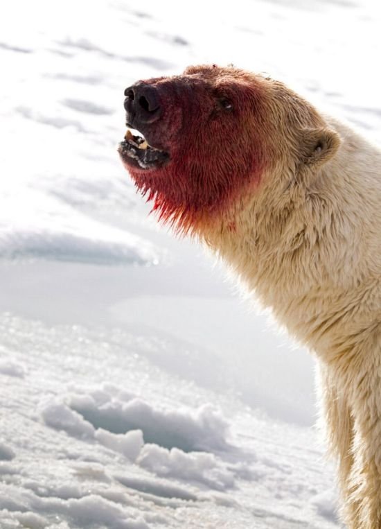 Белый медведь после еды