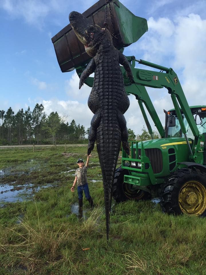 Охотники из Флориды поймали гигантского аллигатора