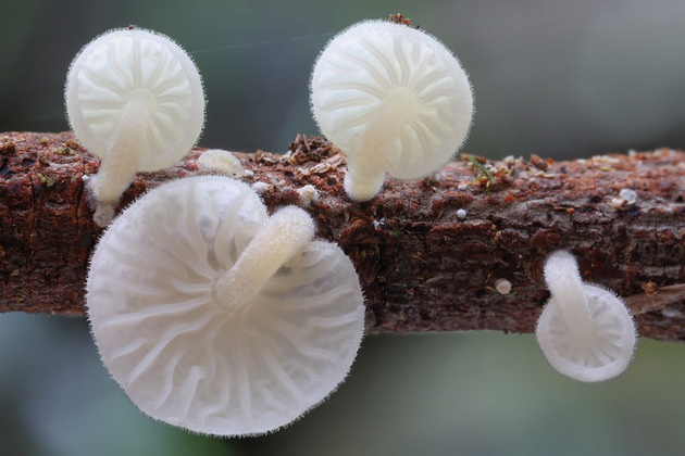 Природная красота и грибы от Стива Аксфорда