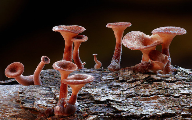 Природная красота и грибы от Стива Аксфорда