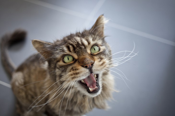 10 увлекательных фактов о кошачьей стратегии выживания в городах