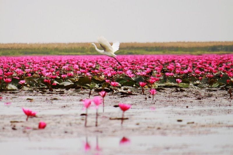 Озеро розовых лотосов в Таиланде