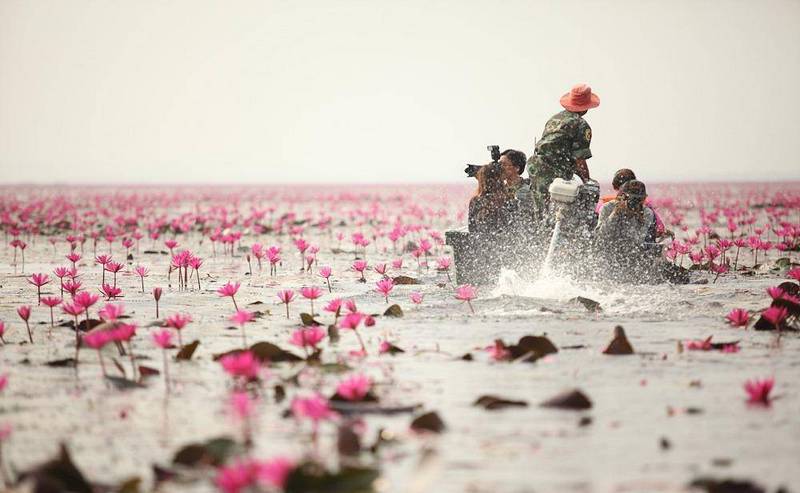 Озеро розовых лотосов в Таиланде