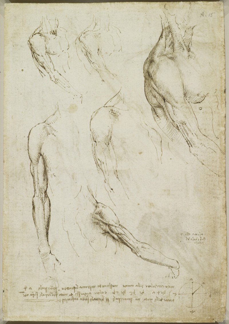 Анатомические рисунки Леонардо да Винчи