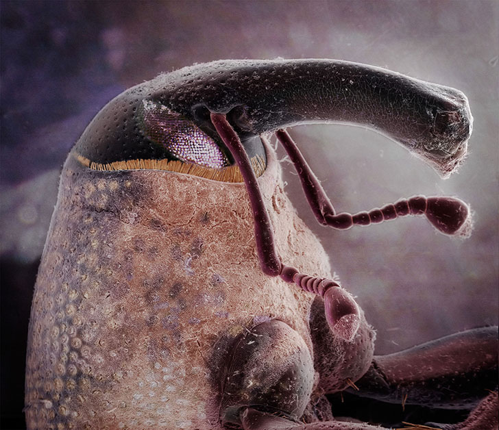 Удивительные портреты знакомых нам насекомых