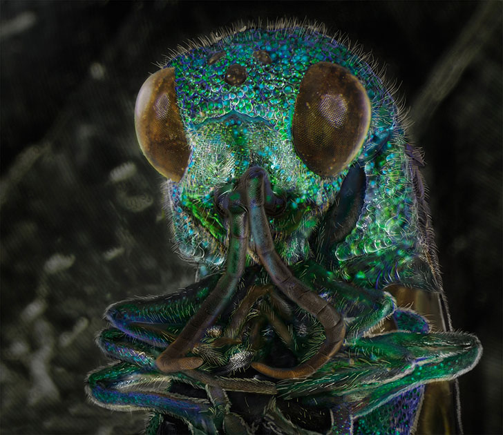 Удивительные портреты знакомых нам насекомых