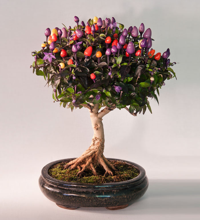 Красивейшие миниатюрные деревья бонсай
