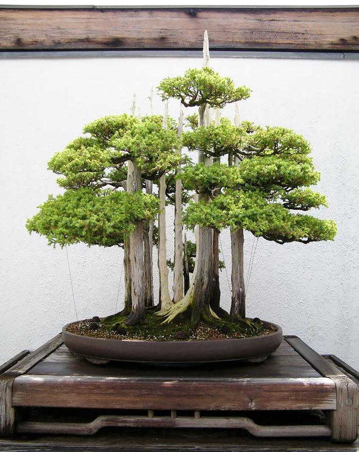 Красивейшие миниатюрные деревья бонсай