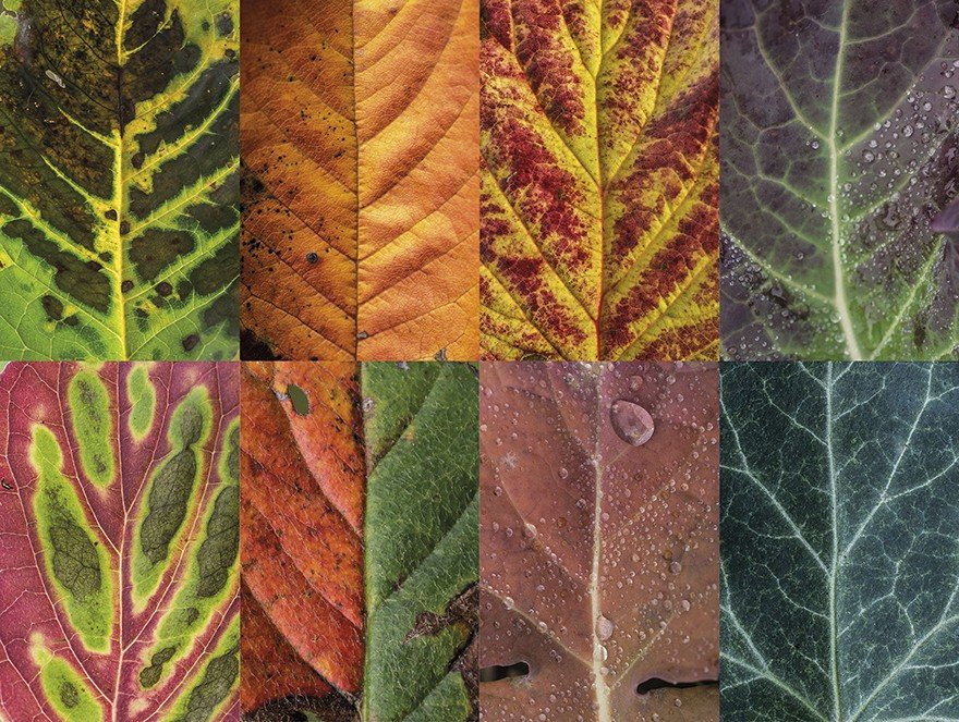 Красота и разнообразие листьев от фотографа Sepia