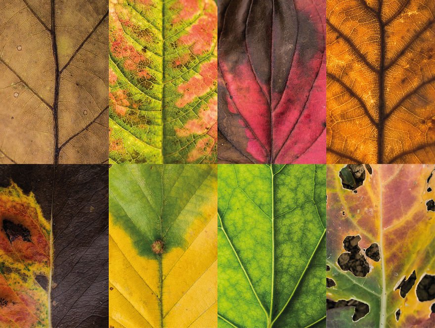 Красота и разнообразие листьев от фотографа Sepia
