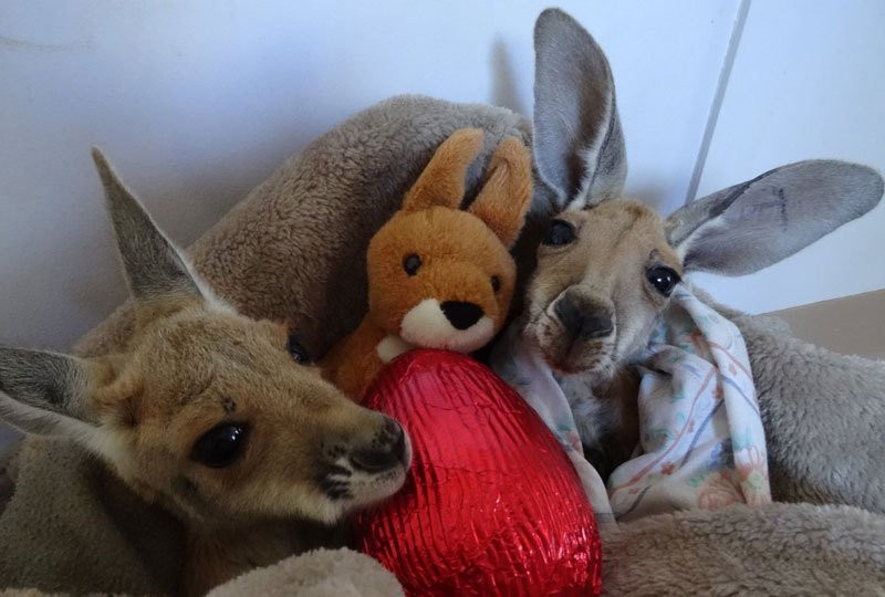 Маленькие кенгурята остаются умирать в сумке погибшей матери, пока не приходит он