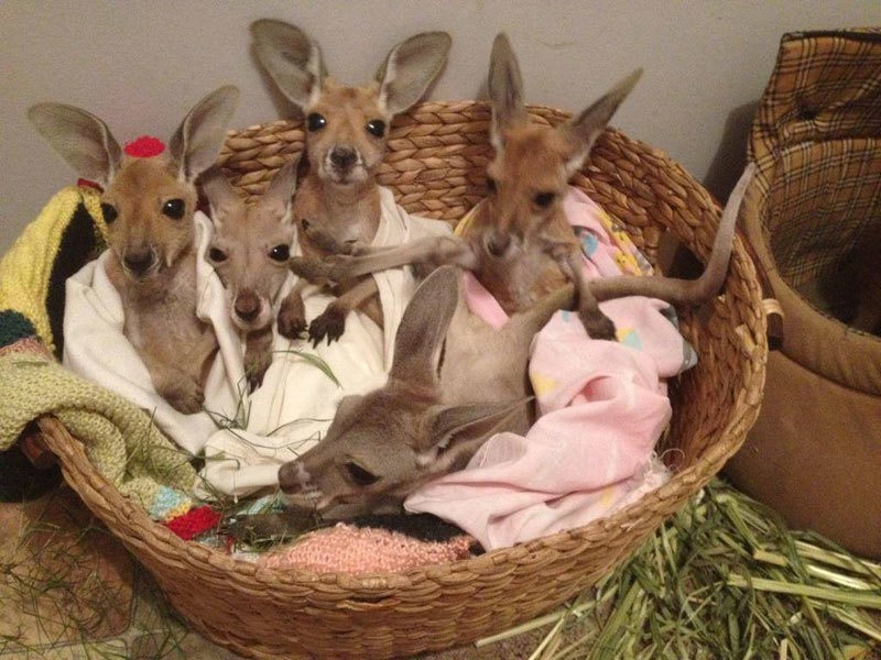 Маленькие кенгурята остаются умирать в сумке погибшей матери, пока не приходит он