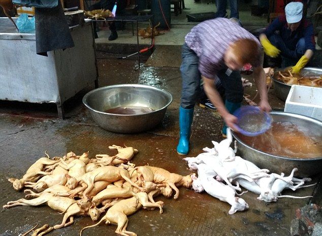 На китайском фестивале мяса по-прежнему едят кошек и собак