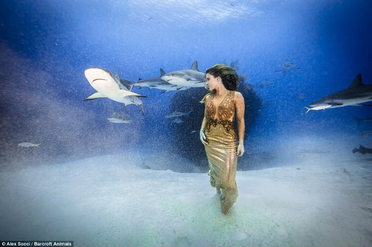 Чтобы защитить акул, бразильская модель окунулась в воду с морскими хищниками
