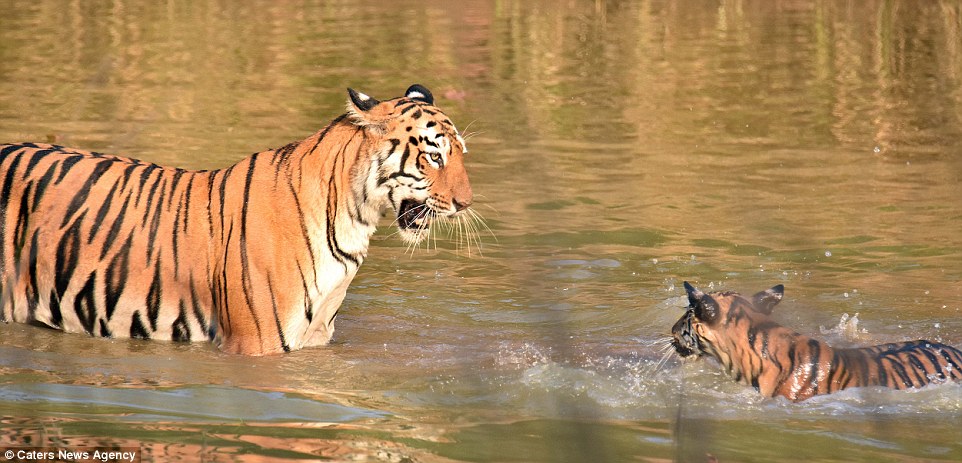 Как тигрица купала своего малыша в реке
