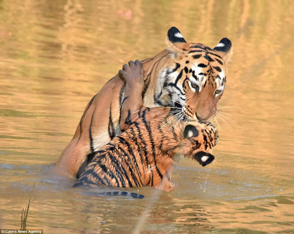 Как тигрица купала своего малыша в реке