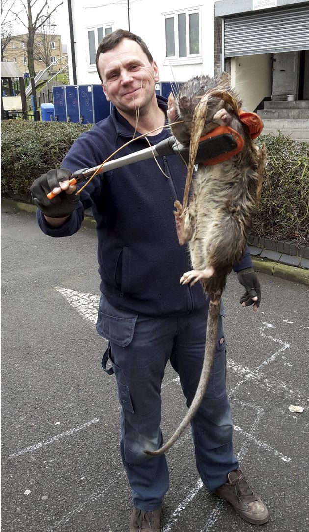 В Англии нашли гнездо гигантских крыс-каннибалов