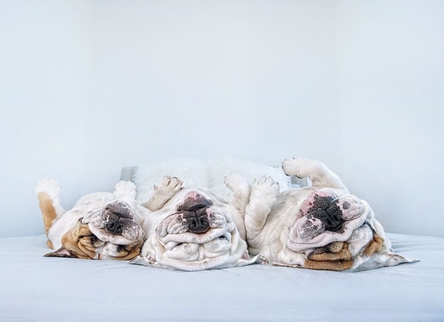 Фотографии собак, лежащих вверх лапами, от Серены Ходсон