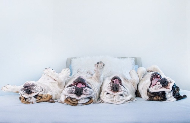 Фотографии собак, лежащих вверх лапами, от Серены Ходсон