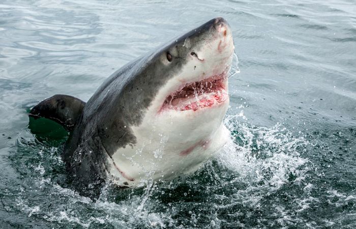 Фото гигантской белой акулы