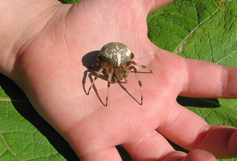 Интересные факты о пауках