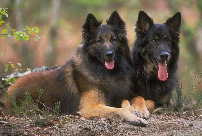 Породы собак, которые идеально подходят для службы в полиции